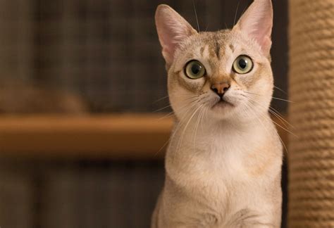 Singapore cat breeder. Things To Know About Singapore cat breeder. 