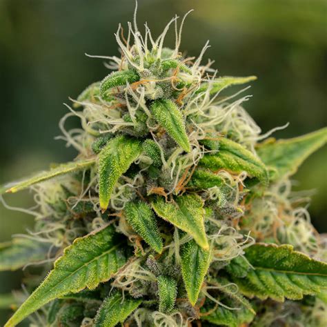 Singapore Sling is a sativa -dominant weed strain made from a genetic cross between Creamsicle and Tiki Cookies. This strain is a tropical …. 