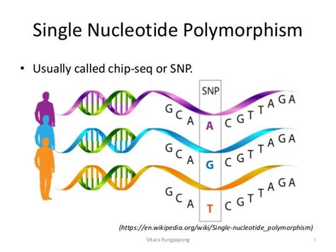 Single nucleotide polymorphism analysis of the chicken Myostatin …