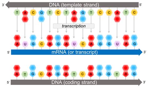 Answer Key 4. Problem Set 4 Answers. 1a. The template DNA strand, from which the mRNA is synthesized, is 5' CAAACTACCCTGGGTTGCCAT 3'. (RNA synthesis proceeds in a 5' à 3' direction, so the template strand and the mRNA will be complementary to each other) b. The coding DNA strand, which is complementary to the template strand, is 5 .... 