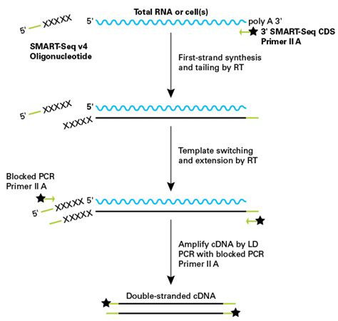 Singlecell transcriptome studies a powerful way to highlight subtle