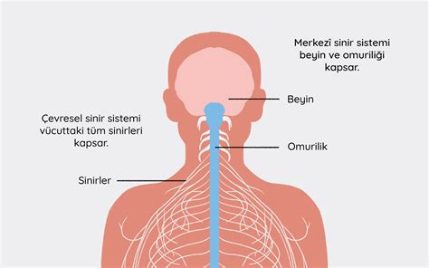 Sinir Halı ve Koltuk Yıkama