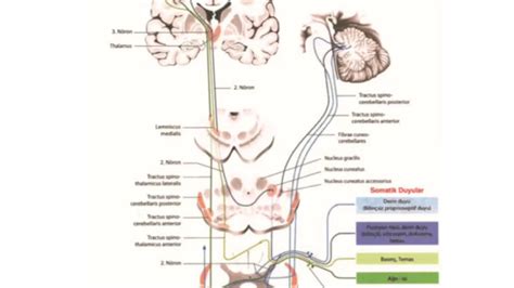 Sinir Sisteminde Afferent ve Efferent Yollar ve Tractuslar (İnen ...