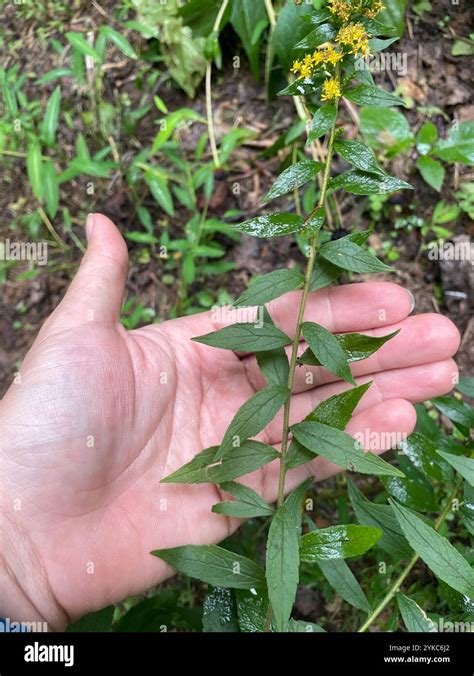 Sinonimo de aspera rugosa.  Ling.  Sin&oacute;nimo de &aacute;spero.  Learn synonyms, antonyms...