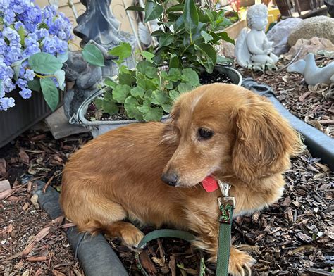 Dakota Dachshund Rescue Sioux Falls, SD Location Address Sioux Falls, SD. dakotadachshund@hotmail.com 605-310-8443. More about Us Recommended Content. Recommended Pets. Finding pets for you… Recommended Pets. Finding pets for you… Chester. Dachshund .... 