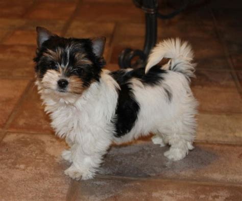 Sioux falls pets for sale. Things To Know About Sioux falls pets for sale. 