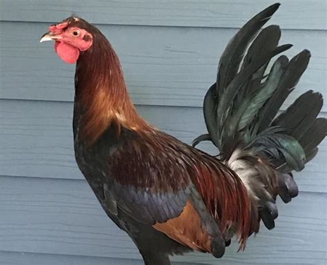 Sir Big Spur returns: Gamecocks live rooster mascot has name …