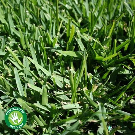 Sir Walter Turf Deals Clearance, Save 52% jlcatj.gob.mx