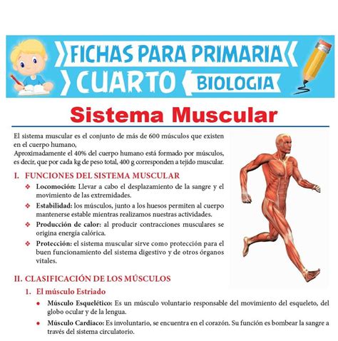Sistema muscular guia de estudio cengage. - A guide to judo grappling techniques with additional physiological explanations.