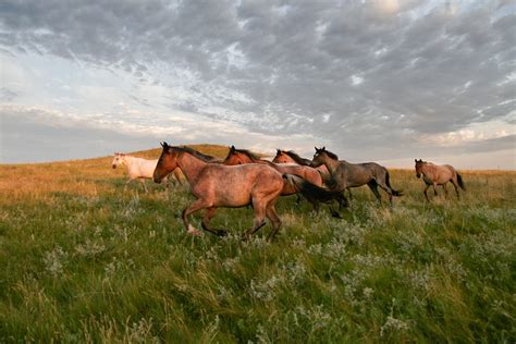 Sitting Bull’s Lost Horses? - Medium