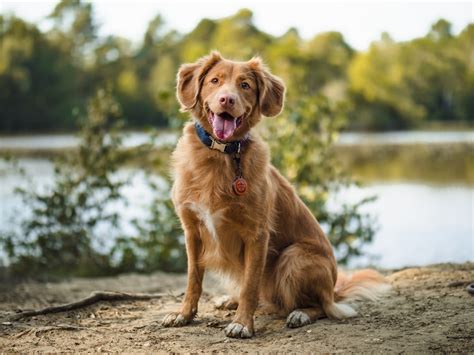 Sitting dog. When your dog reliably sits for your empty hand, you can add your verbal cue (“sit”) right before you give the hand signal. In time, your dog should respond to the verbal cue … 