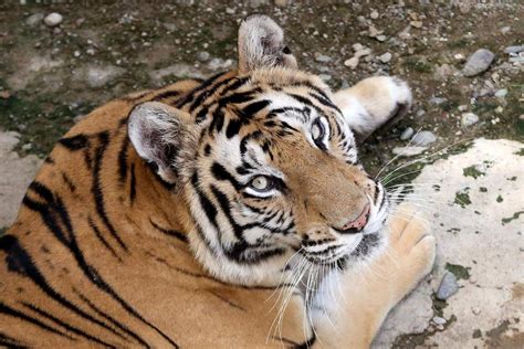 Situs resmi live draw sgp. 3d 4d mimpi dikejar harimau.