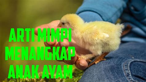 Situs togel yg sering tembus. Mimpi menangkap anak ayam.