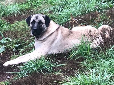Sivas kangal dog for sale. Are you on the lookout for a furry friend to bring into your home? If so, you may be wondering where to find free puppies. Fortunately, there are several resources available that c... 