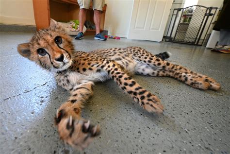 Six Flags Discovery Kingdom receive six new cheetah cubs