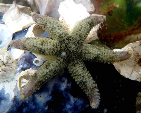 Six Rayed Sea Star - vic high