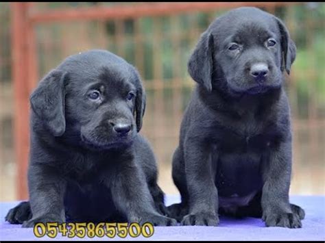 Siyah Labrador Yavru YouTube. 