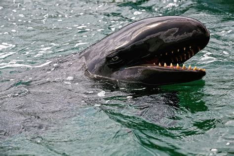 Siyah balina