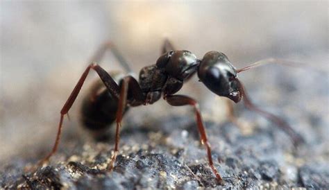 Siyah karınca