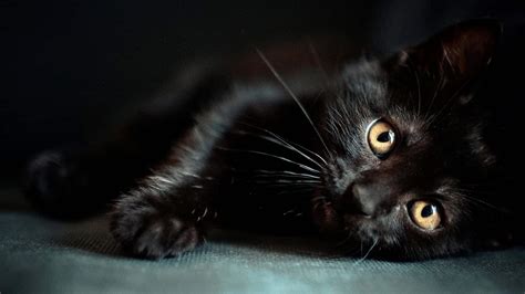 Siyah kedi