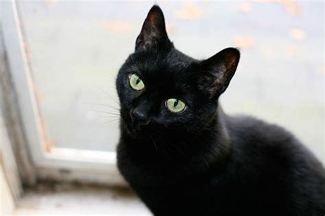Siyah kedi cinsleri