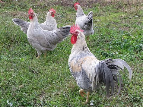 veodersti.rgarabwor.edu.pl. 