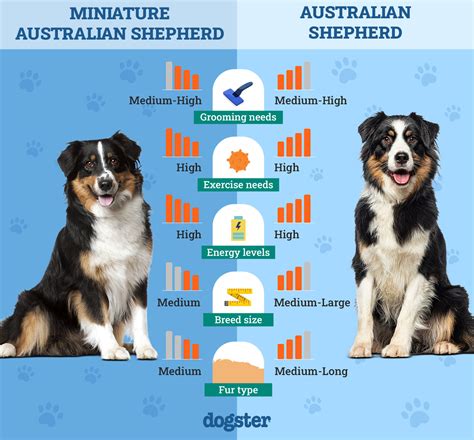 Size difference between toy and mini australian shepherd.  They are considered small-to-...