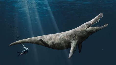 Size of a Jurassic sea giant found due to fossil discovery, study says