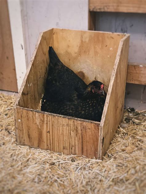 Size of a chicken nesting box. Flock Size – The number of hens in your flock also impacts the number and size of your nest boxes. As a general guide, it is best to provide one nest … 