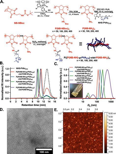 Size optimization of synthetic graft copolymers for in vivo ...