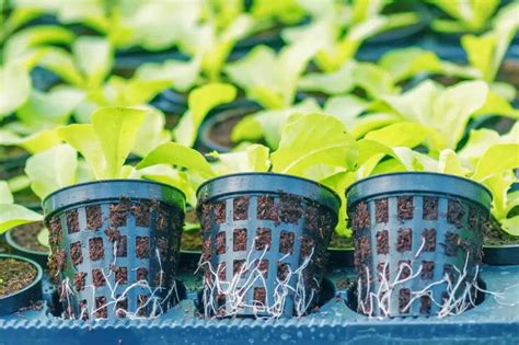 Sizing a hydroponic system Growers Supply