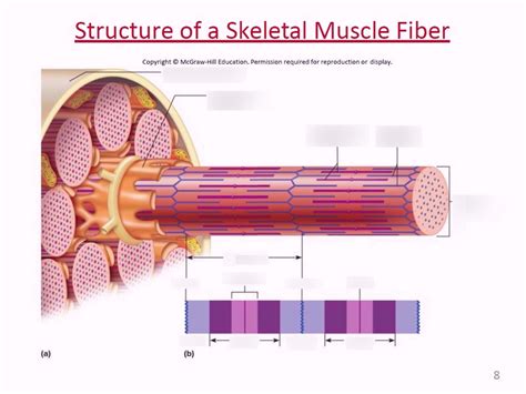 Skeletal Muscle Fiber Structure Diagram Quizlet