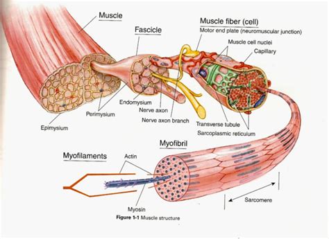 Skeletal Muscle Structure - Video Explaining Human Muscle structure