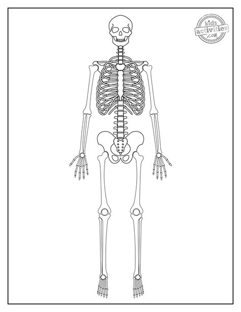 Skeletal System Coloring