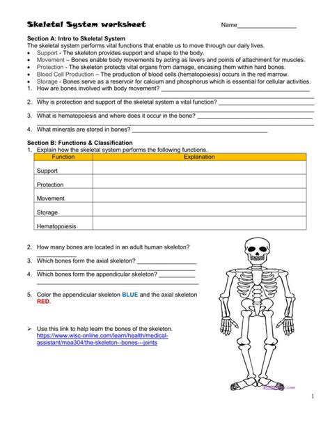 Skeletal System Overview Answer Key