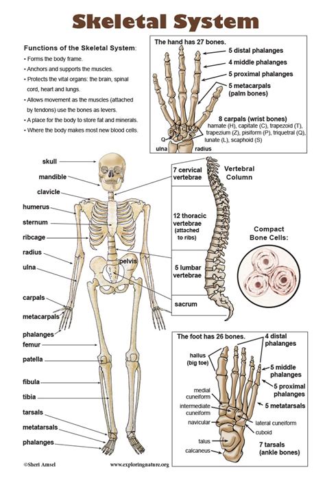 Skeletal System Printable