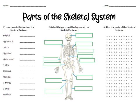 Skeletal System Research Worksheet Have Fun Teaching