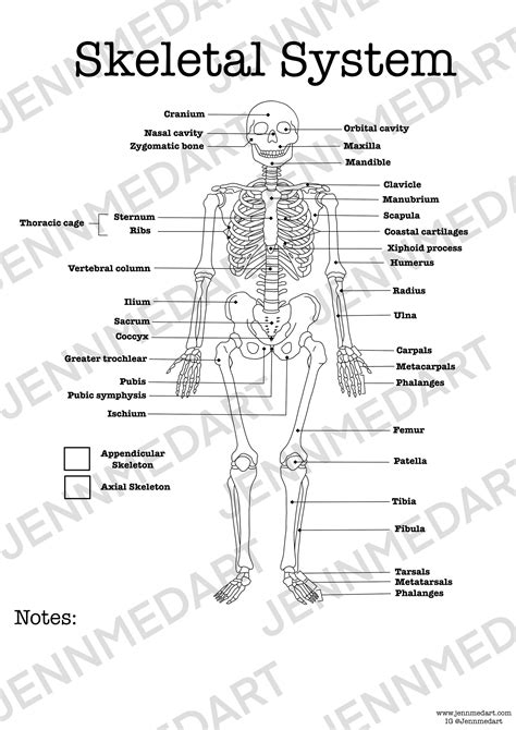 Skeletal System Worksheet Answer Key Pdf kidsworksheetfun