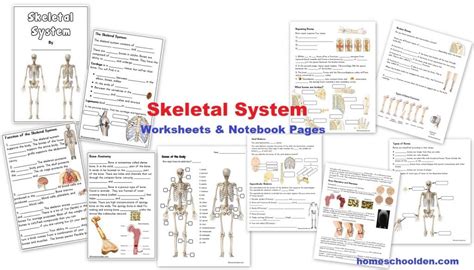 Skeletal System Worksheet Packet & 6 HandsOn Activities About Bones