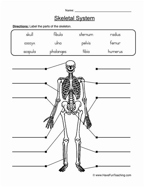 Skeletal System Worksheet Pdf Inspirational Skeletal System Worksheet 2