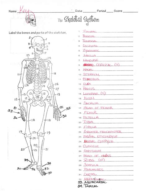 Skeletal system study guide questions and answers. - Movimentos sociais, estado e educação no nordeste.