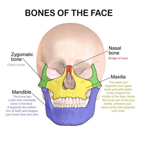 Skeletal visage. Things To Know About Skeletal visage. 