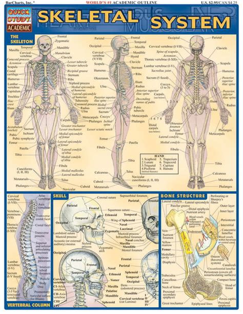 Download Skeletal System Laminate Reference Chart By Not A Book
