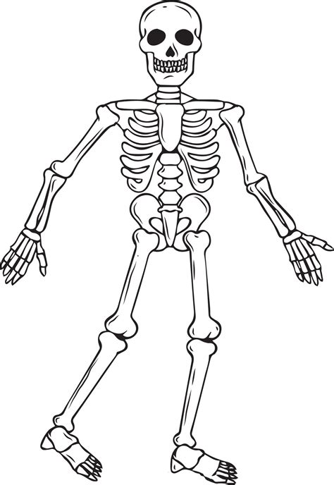 Skeleton Coloring Shee