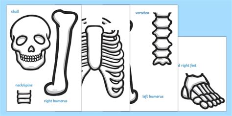 Skeleton Cut Out - Life Size Child - Twinkl