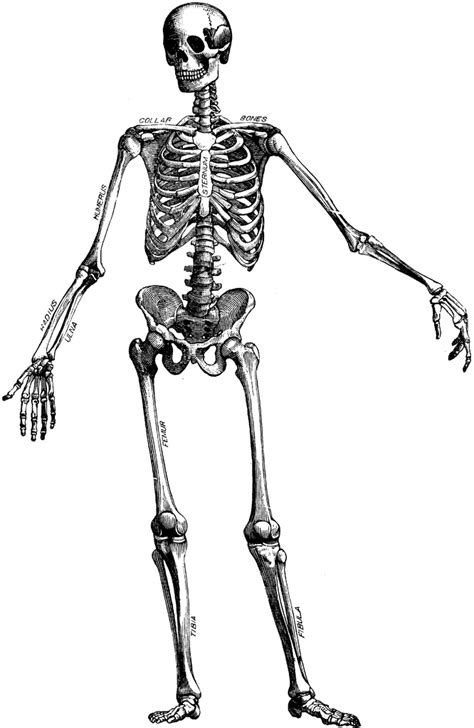 Skeleton Drawing Ar