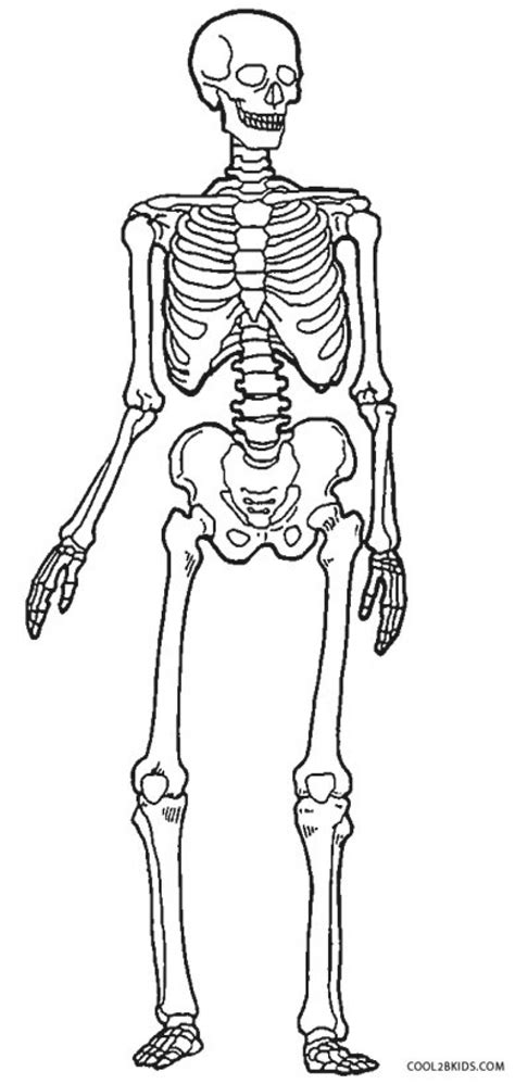 Skeleton Drawing Coloring