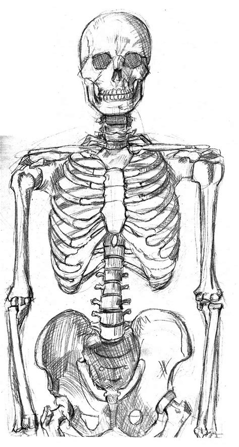 Skeleton Pencil Drawing