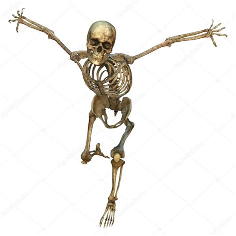 Skeleton Stock Image