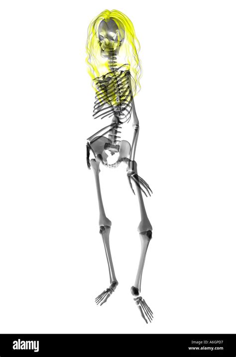 Skeleton With Hair Stockfoto